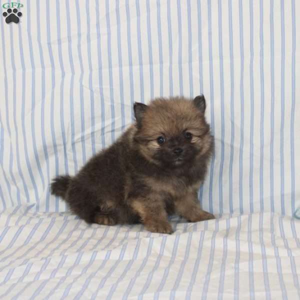 Oscar, Pomeranian Puppy